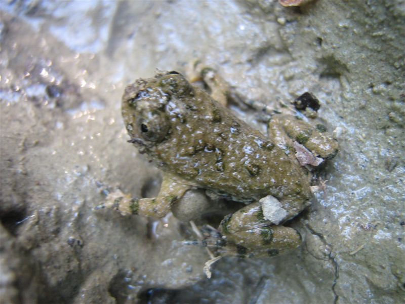 Metamorfosato di ululone?? - Bombina pachypus